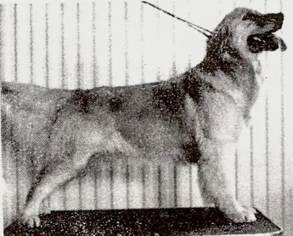 CH Klondike's Mellow Yellow