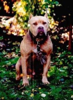 Kunze's Big Mac Daddy