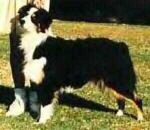 Chambray River Formal Affair