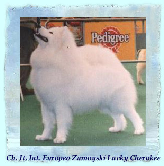 Zamoyski Lucky Cherokee