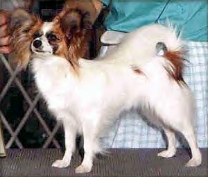 CH. Loteki Paint The Town Red