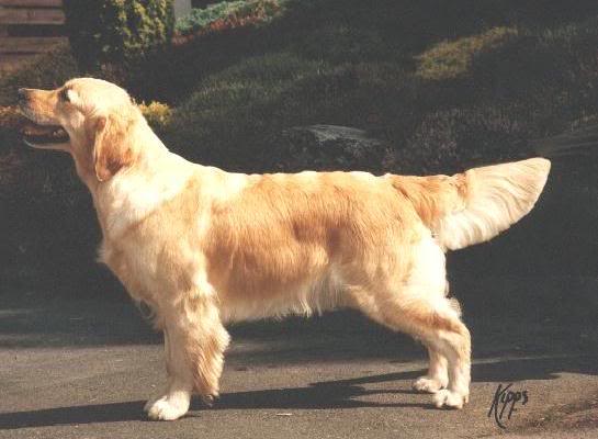 Eng CH Stanroph Spring Fantasy