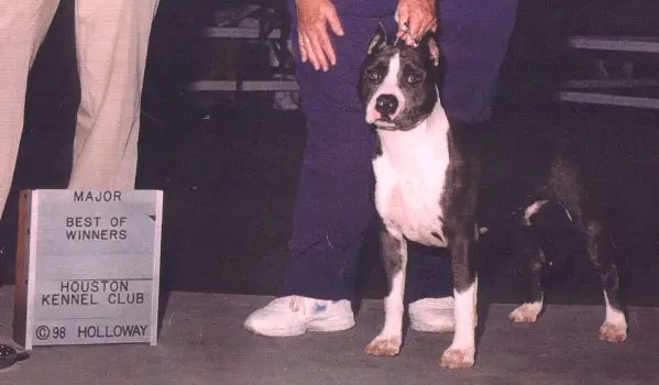 CH Cirkle C's Denim And Diamonds