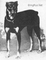 Alarich von Thüringen