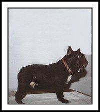 Coco von der Grimmelsburg
