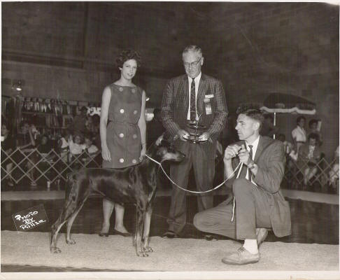 Am. Ch. Brown's Walkaway Airily