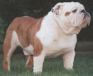 BISS CH (AKC) Flippin's Scout