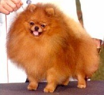 AM.CH Apple's Traveling Diamond