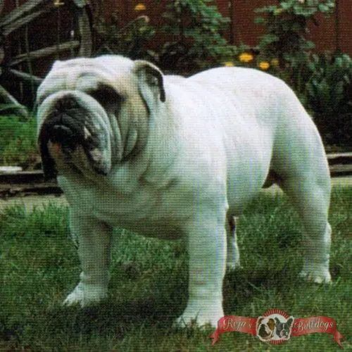 BISS CH (AKC) Roscoe's White Lighting