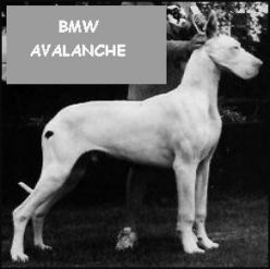 Bmw Avalanche