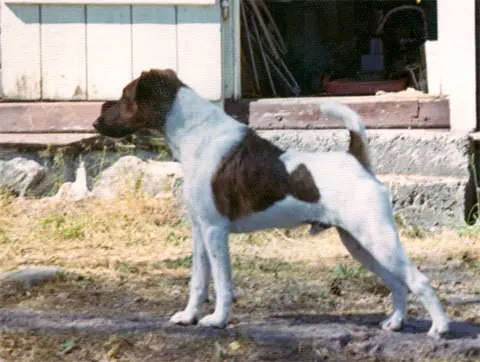 NOR & SWE CH Pittlea Challenger