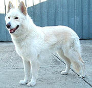Kyanjuwa White Bear
