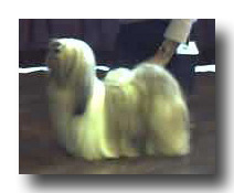 Britroys Dreams For Sale at Kutani
