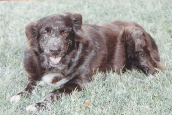 Ruff-N-Reddy Shadey Wood Ash