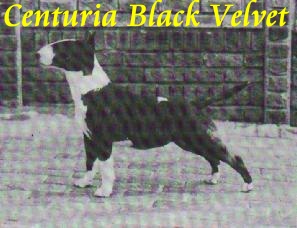 Centuria Black Velvet