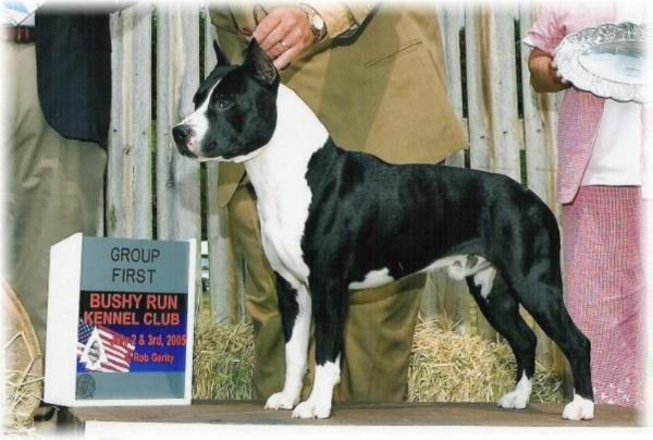 AKC/UKC CH Hartagold Devil In Disguise