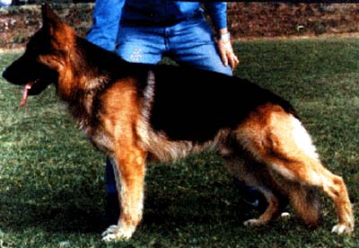 V Lex vom gelben Rühl