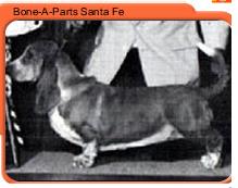 E Bone-A-Parts Santa Fe