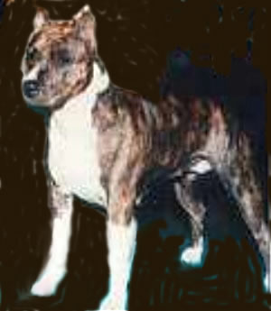 GRCh CM Noble's Delta Dancer