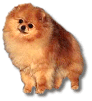 CHAMPION BOB WINNDER Heartland's She Walks Like an Angel