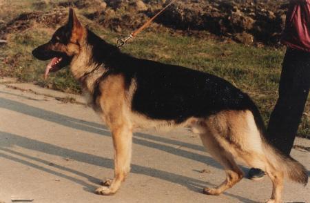 V Blitz vom gelben Rühl