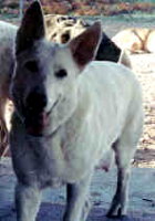 Goldfield's Windigo