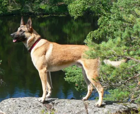 Mecberger Chortoryiski