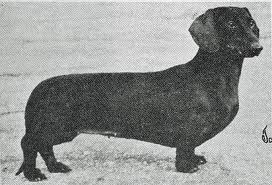 AM. CH Herzville vom Marienlust