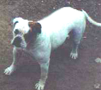 Wheeler's Mean Machinette