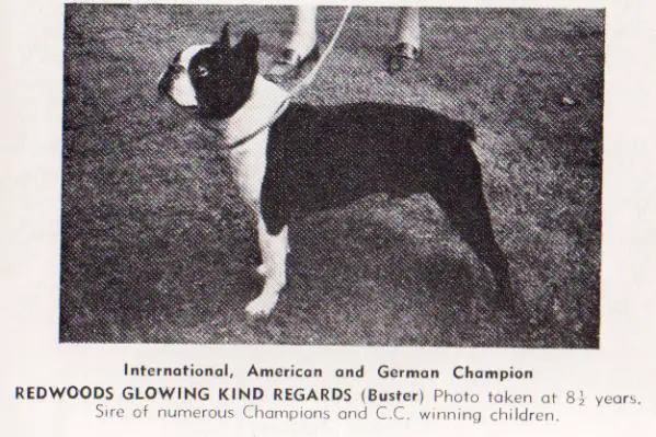 CH AMCH HOLLCH Redwoods Glowing Kid Regards