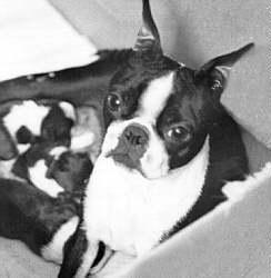 Black Pete's Wies Second