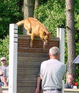 Zodt NVBK 16230 BR (Bellon B.)