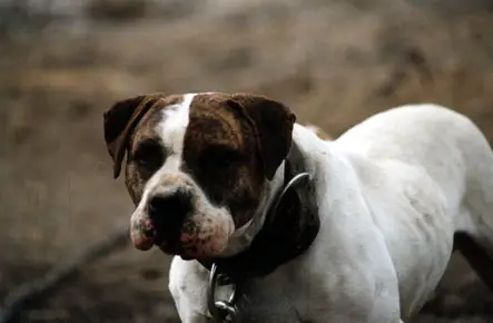 Dunnington's Fujimo Max