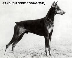 BIS Ch. Am. Ch. Ch. Rancho Dobe's Storm