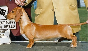 AM/CAN CH. Grandgables Blond Beach Boy MS