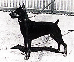 JUTTA (Jung) vom Weinberg MP