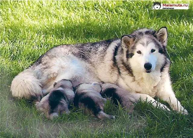 Law Of Alaska Huk Amarok