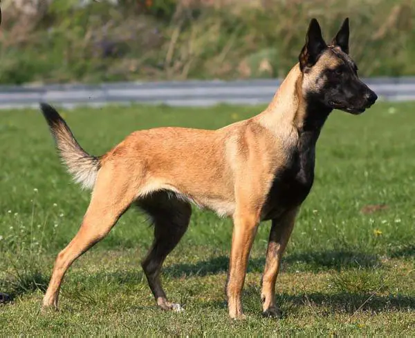 Fairra des Gardiens d'Ecosse