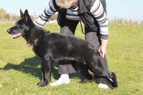 Dinara Vilko seselis