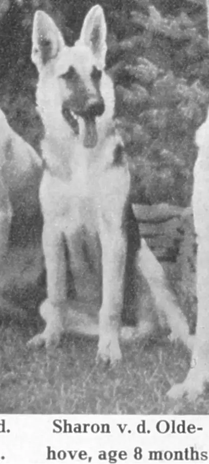 Sharon van de Oldehove