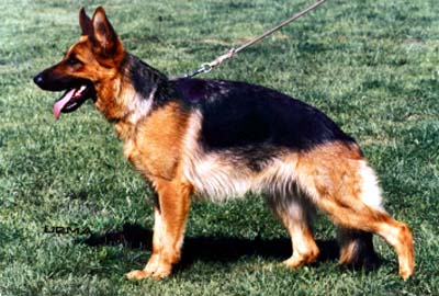 V36 BSZS 1997 Uschka vom Emkendorfer Park