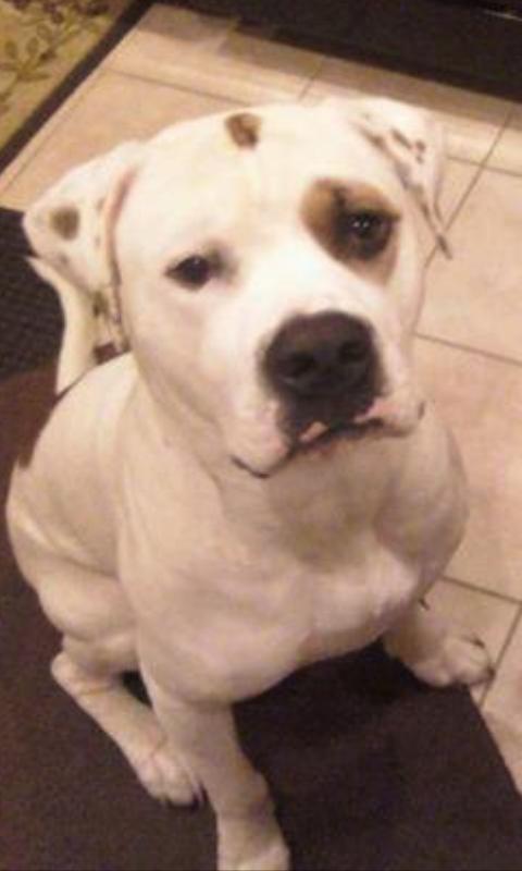 Old glory Bruno of Rc