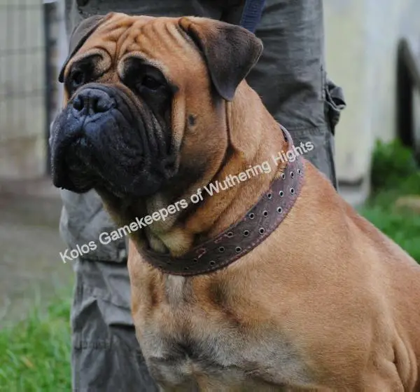 Kolos Gamekeeper of Wuthering Hights