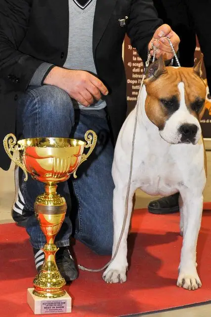 INT.CH MULTI CH. Fantastic Red Bullet