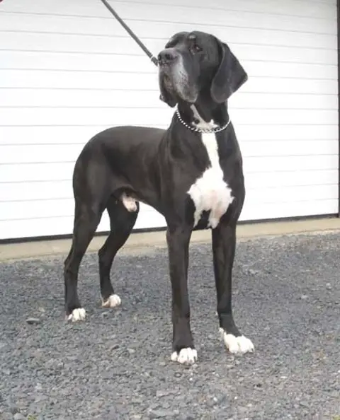 Adiego  von der Nürburg