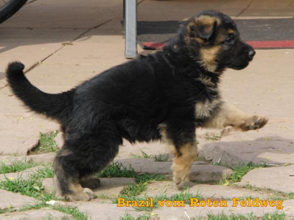 Brazil vom Roten Feldweg