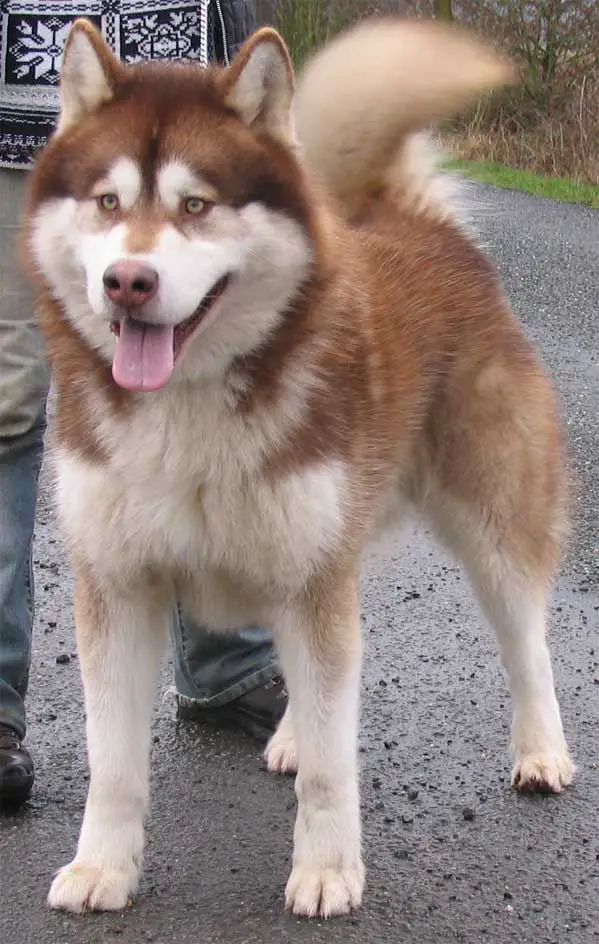 CH Nurak of Timber Kennel