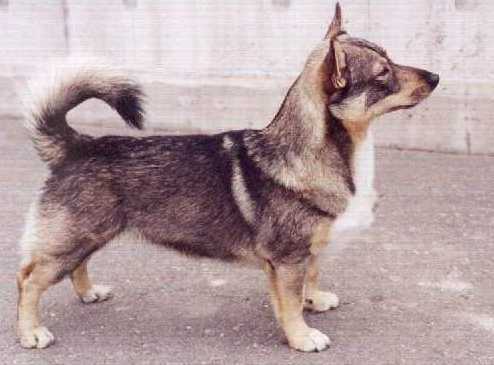 CIB FENNICAN ÄSSÄ TÄSSÄ