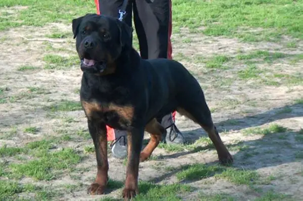 Bronko vom Wilden Westen