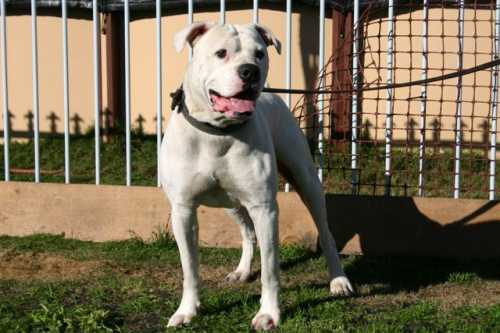 Full Boar Kennels Samo